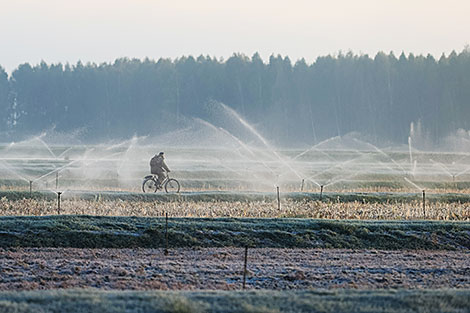 Pinsk cranberry field