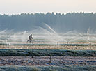 Pinsk cranberry field