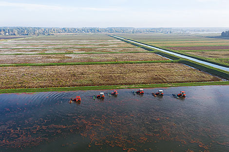 Pinsk cranberry field