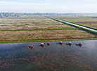 Pinsk cranberry field