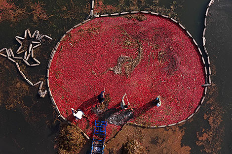 Pinsk cranberry field