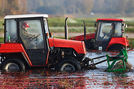 Pinsk cranberry field