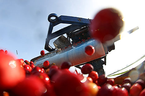 Pinsk cranberry field