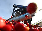 Pinsk cranberry field