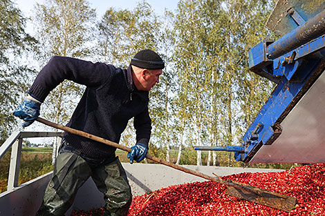 Cranberry field in Pinsk District