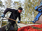 Cranberry field in Pinsk District