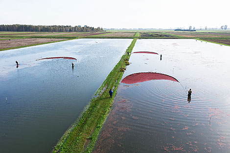 Pinsk cranberry field