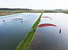 Pinsk cranberry field