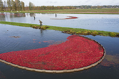 Pinsk cranberry field