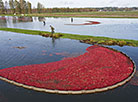 Pinsk cranberry field