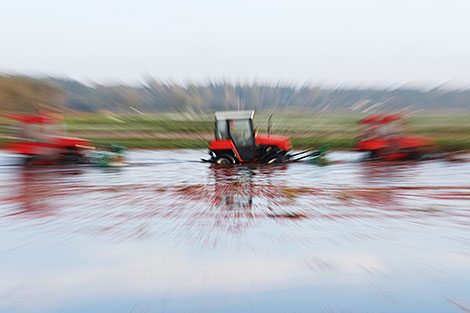 Cranberry field in Pinsk District