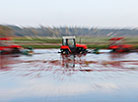 Cranberry field in Pinsk District