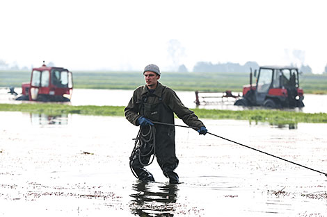 Cranberry field in Pinsk District