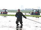 Cranberry field in Pinsk District