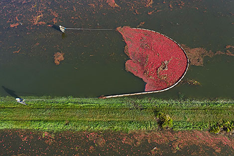 Cranberry field in Pinsk District