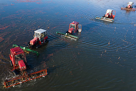 Pinsk cranberry field