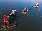 Pinsk cranberry field