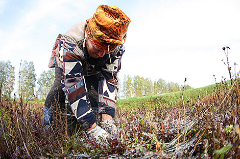 Cranberry harvest season in Pinsky District