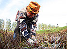 Cranberry harvest season in Pinsky District