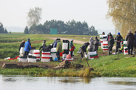 Cranberry harvest season in Pinsky District