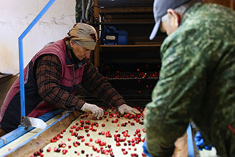 Cranberry harvest season in Pinsky District