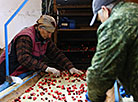 Сбор урожая клюквы в Пинском районе