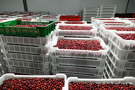 Cranberry harvest season in Pinsky District