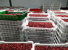 Cranberry harvest season in Pinsky District