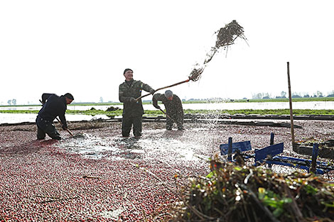 Cranberry field in Pinsk District