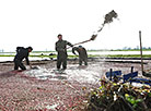 Cranberry field in Pinsk District