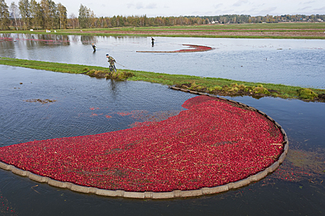 Cranberry harvest season in Belarus