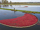 Cranberry harvest season in Belarus