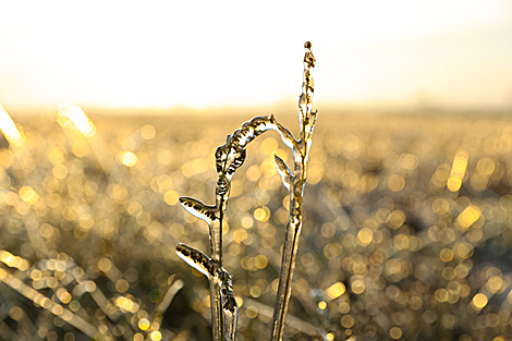 Frosty morning in Pinsk District