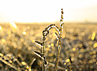 Frosty morning in Pinsk District