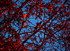 Autumn evening in Loshitsky Park in Minsk