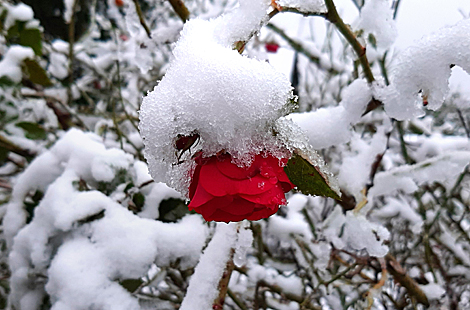 First snow of the season in Belarus