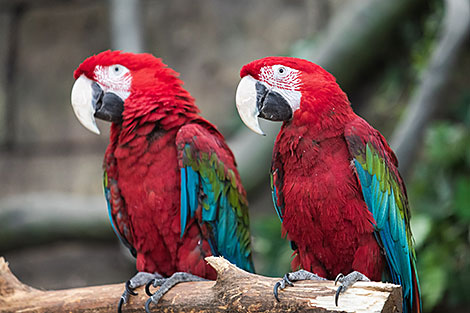 Minsk Zoo preparing for winter