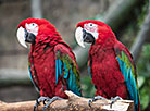 Minsk Zoo preparing for winter