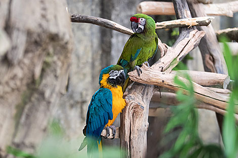 Minsk Zoo preparing for winter