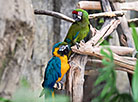 Minsk Zoo preparing for winter