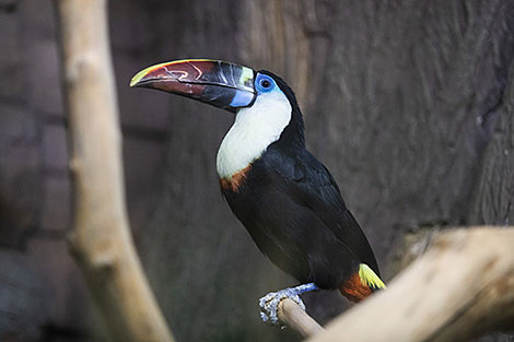 Minsk Zoo preparing for winter