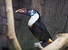 Minsk Zoo preparing for winter