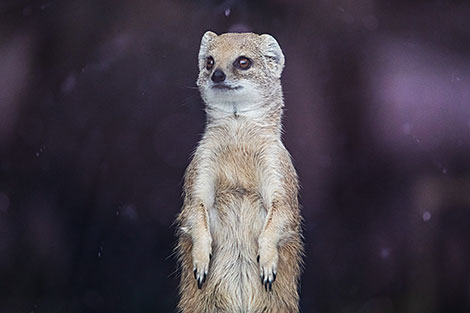 Minsk Zoo preparing for winter