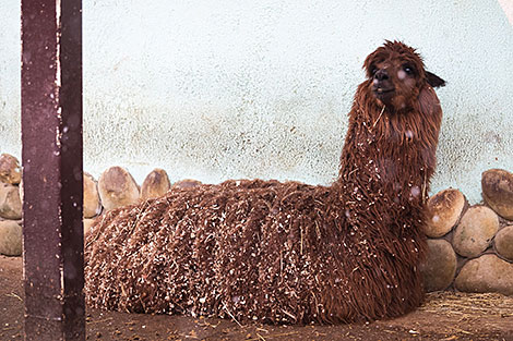 Minsk Zoo preparing for winter