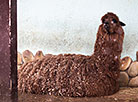 Minsk Zoo preparing for winter