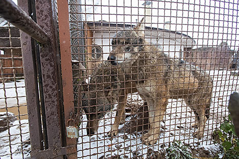 Minsk Zoo preparing for winter