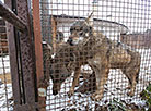 Minsk Zoo preparing for winter