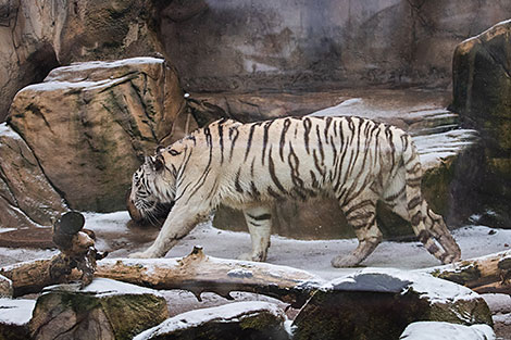 Minsk Zoo preparing for winter