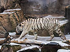 Minsk Zoo preparing for winter