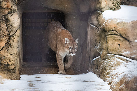 Minsk Zoo preparing for winter